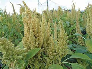 Cultivating pseudo-grains in South Africa Cultivating pseudo-grains in South Africa