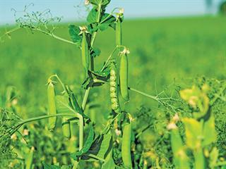 Inoculating legume crops