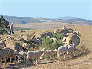 Strict selection is key, says top Dohne breeder Strict selection is key, says top Dohne breeder