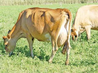 Feeding dairy cows – 2