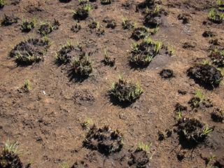 Grazing and burning to maintain biodiversity