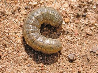 Know your crop pests: Cutworm