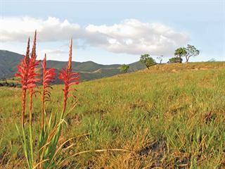 Managing grasslands for biodiversity