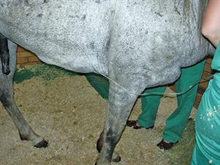 Look out for these symptoms of African Horse Sickness