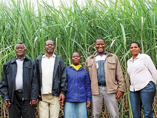 ‘We earn much more from sugarcane’