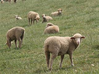 A history of SA Merino farming