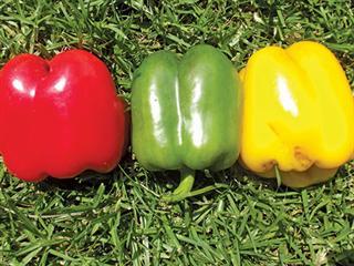 What is a pepper, actually?