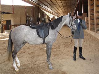 What you need to know about buying a horse What you need to know about buying a horse