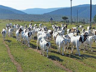Managing internal parasites for sheep and goats – Part l Managing internal parasites for sheep and goats – Part l