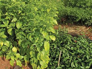 Changeable chillies