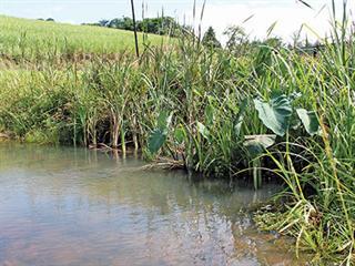 Improving water usage efficiencies in sugarcane