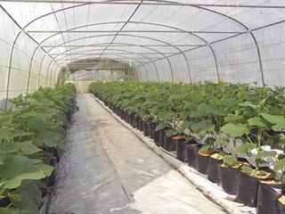 Irrigation for protected crops Irrigation for protected crops