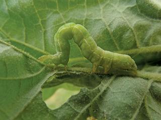 Know your crop pests: Cabbage looper