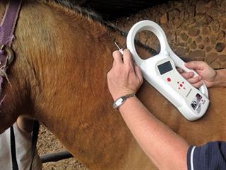 Microchip your horse