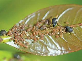 Know your crop pests: Black citrus aphid