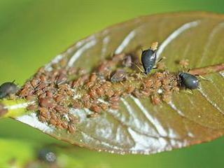 Know your crop pests: Black citrus aphid Know your crop pests: Black citrus aphid