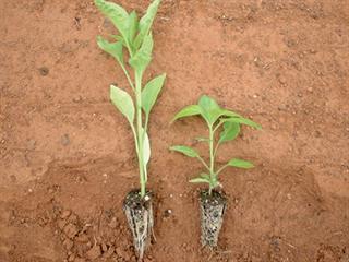 Preparing and planting capsicums