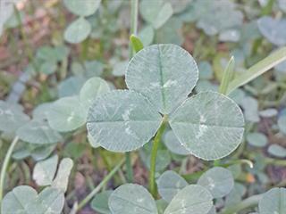 Red clover for horses Red clover for horses