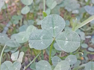 Red clover for horses