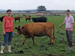 Dexter stud invests in rare genetics Dexter stud invests in rare genetics