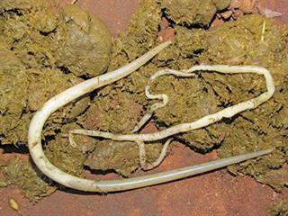Common zoonotic diseases Common zoonotic diseases