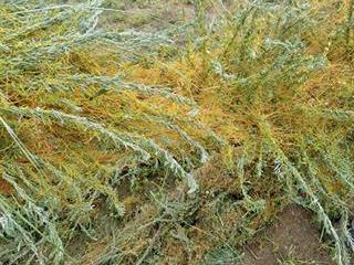Some facts about Dodder Some facts about Dodder