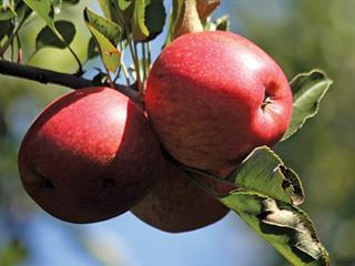SA apples: all set for healthy growth