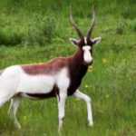 fwa20147711366.jpg