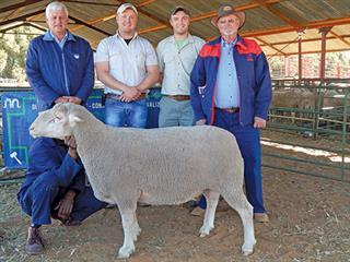 Third joint SA Mutton Merino Production Sale