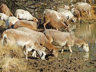 Farming Bosrander and Meatmaster sheep Farming Bosrander and Meatmaster sheep