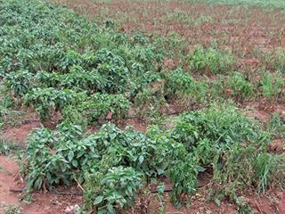 Reducing the risk of P. capsici Reducing the risk of P. capsici