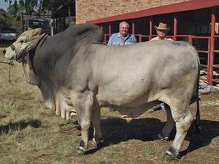 Highveld Brahman Auction