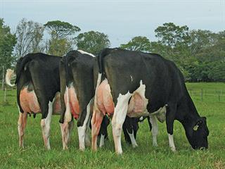 The smallest part of the ruminant diet The smallest part of the ruminant diet