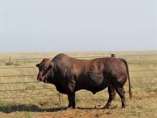 Bristow Bonsmara Molopo Stud Sale Bristow Bonsmara Molopo Stud Sale