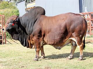 Fonteine Boran Sale