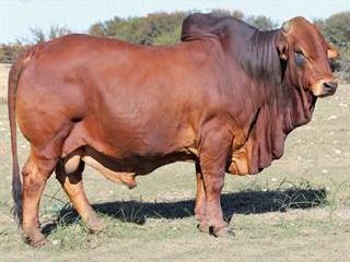 MC Stud and Adelson Boran Sale MC Stud and Adelson Boran Sale