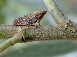 Know your crop pests: Leafhoppers