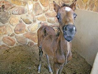 Making a first impression with a foal