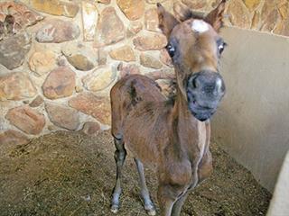 Making a first impression with a foal Making a first impression with a foal