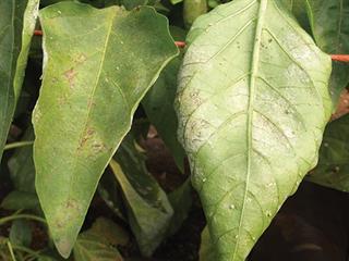 Preventing powdery mildew in peppers Preventing powdery mildew in peppers