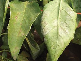 Preventing powdery mildew in peppers