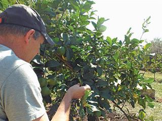 Get a crop scout to check your lands Get a crop scout to check your lands