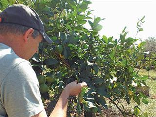 Get a crop scout to check your lands