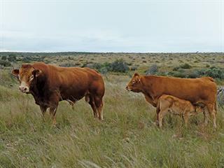 Excellent genetics ensures profit on this Namibian farm