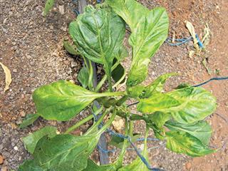 Capsicum diseases