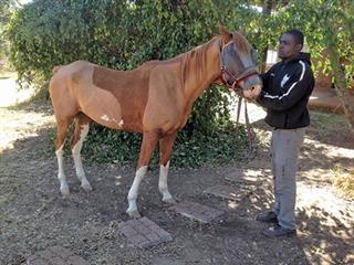 To clip or not to clip a horse To clip or not to clip a horse
