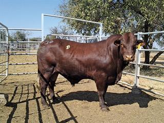 Noord Santa Club 18th Production Sale Noord Santa Club 18th Production Sale