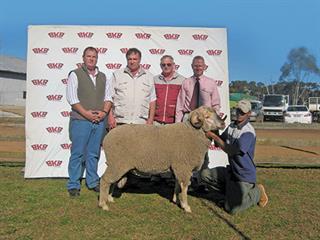 17th Production Sale of Staatmaker Merinos