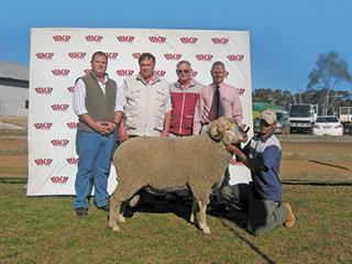 17th Production Sale of Staatmaker Merinos 17th Production Sale of Staatmaker Merinos