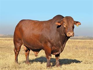 National Beefmaster Sale